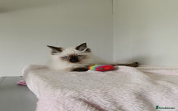 Ragdoll cats for sale: GCCF registered seal and chocolate ragdoll kittens - Image 4