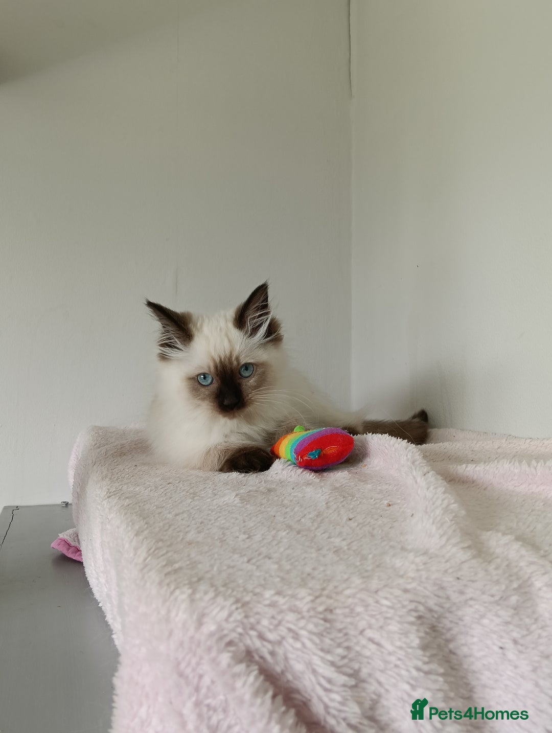 Ragdoll cats for sale: GCCF registered seal and chocolate ragdoll kittens - Image 4