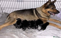 German Shepherd dogs for sale: K.C German Shepherd Puppies  - Image 15