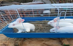 New Zealand rabbits for sale: New Zealand whites - Image 5