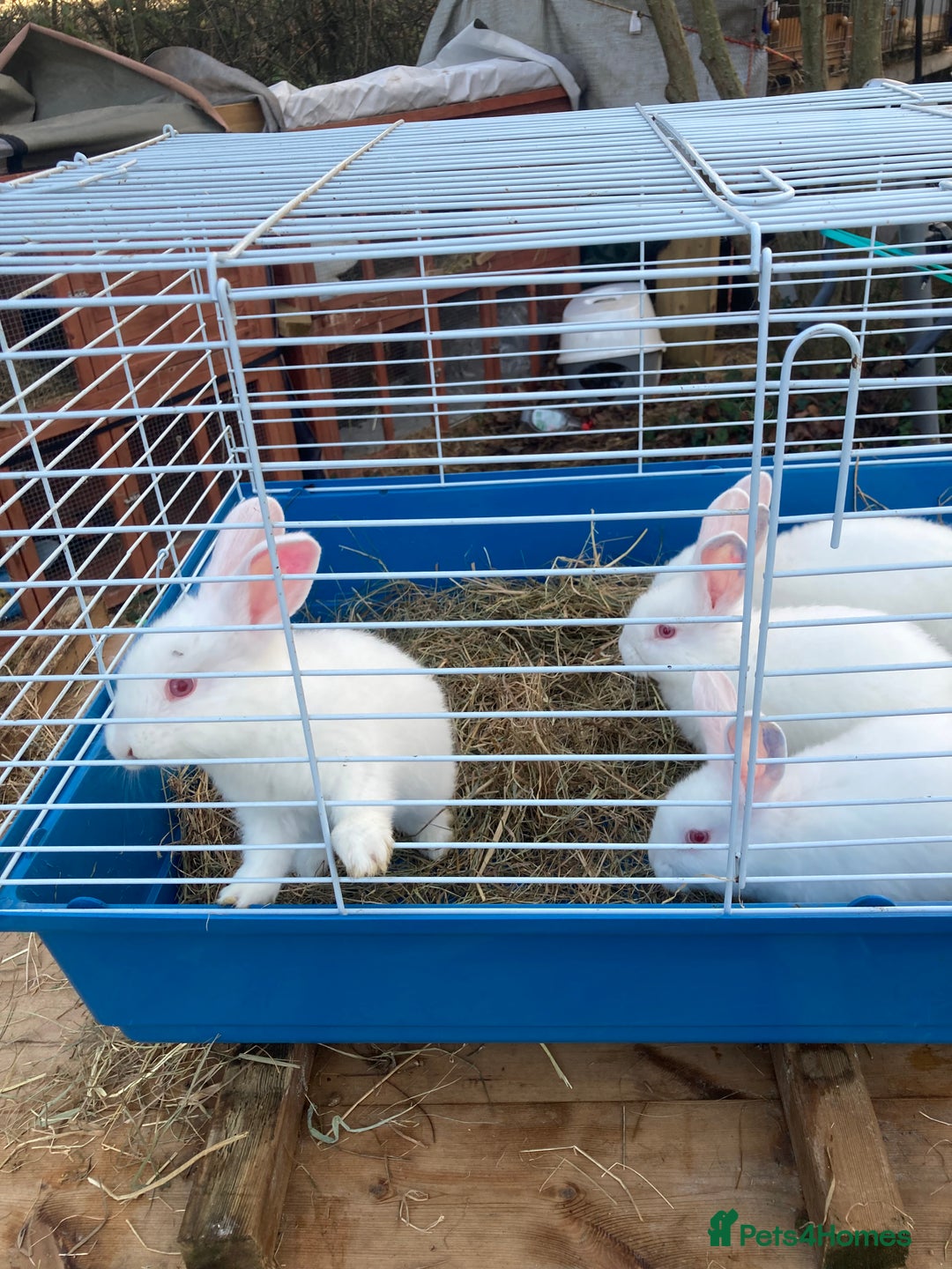 New Zealand rabbits for sale: New Zealand whites - Image 5