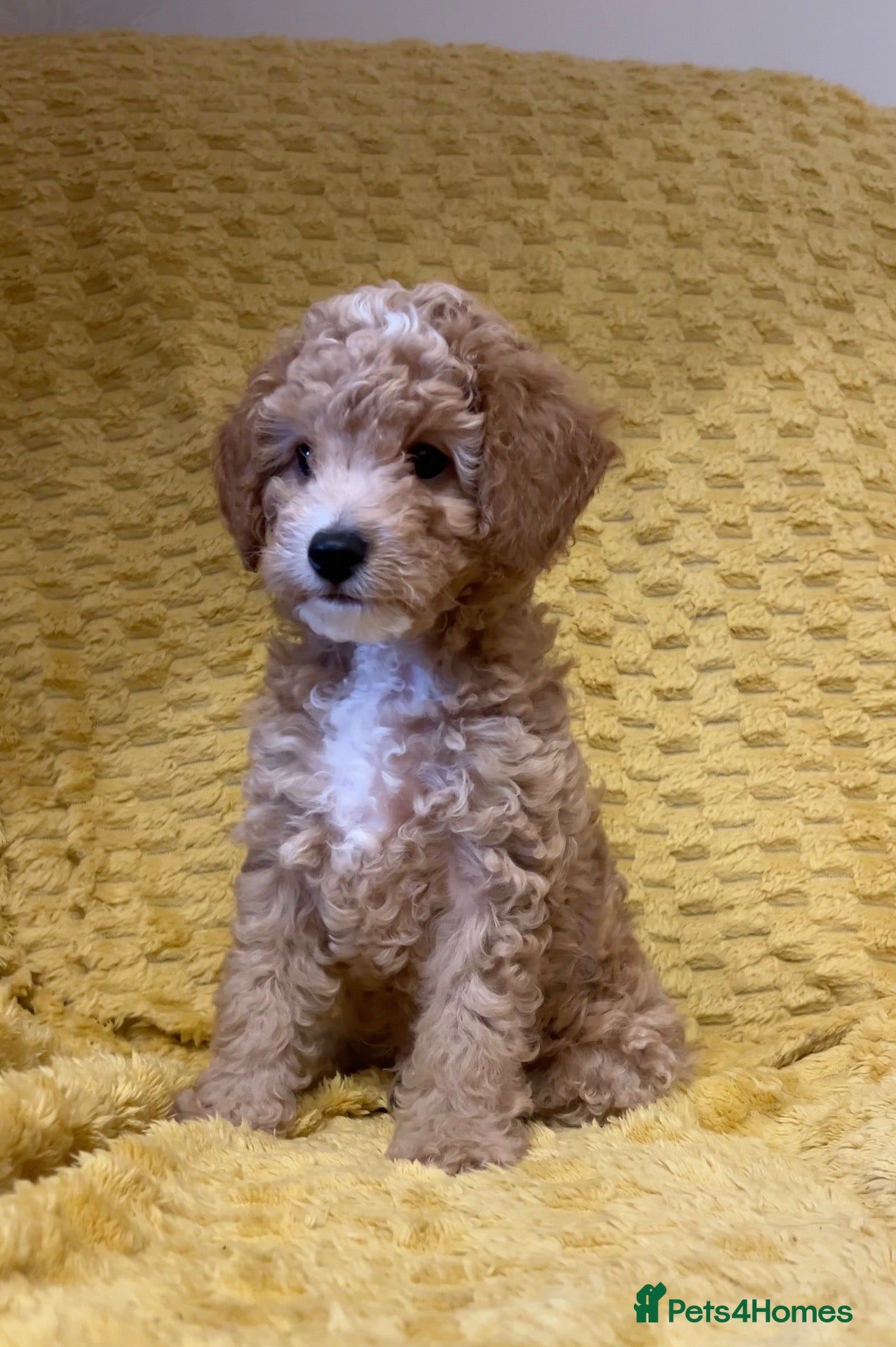 Cavapoochon dogs for sale: ONLY 1 LEFT Beautiful Cavapoochon Puppies - Advert 11