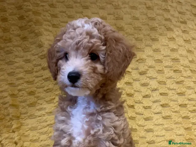 Cavapoochon dogs for sale: ONLY 1 LEFT Beautiful Cavapoochon Puppies - Advert 11