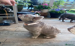 French Bulldog dogs for stud: ⭐️Bowser the fluffy stud⭐️ - Advert 3