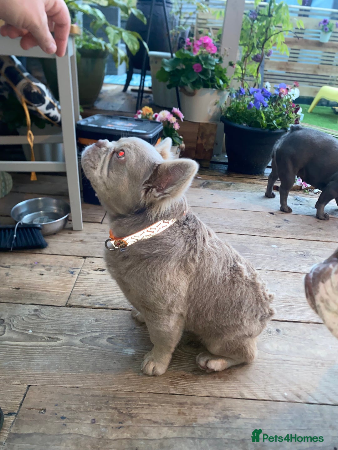French Bulldog dogs for stud: ⭐️Bowser the fluffy stud⭐️ - Advert 3