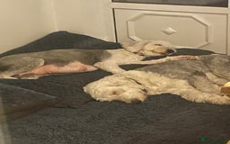 Old English Sheepdog dogs for sale: Old English puppies - Image 7