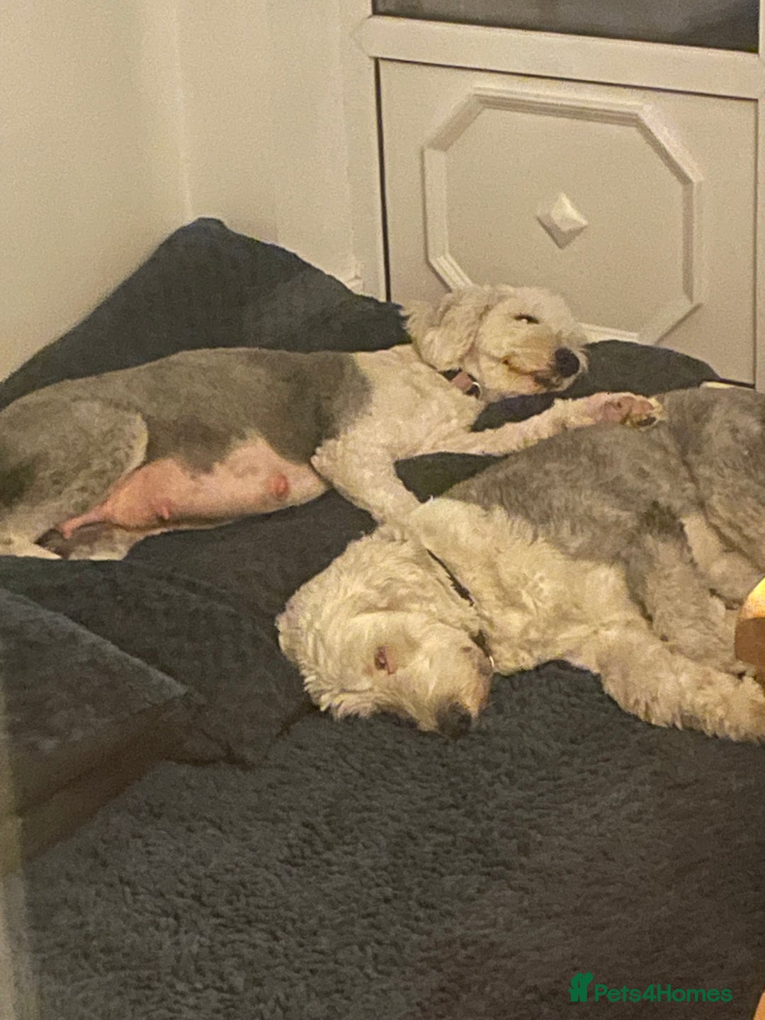 Old English Sheepdog dogs for sale: Old English puppies - Image 7