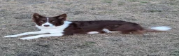 Border Collie dogs for sale: Stunning and Sweet Border Collie Girl - Advert 3