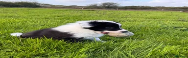 Red - Border Collie 1