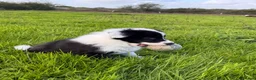 Border Collie dogs for sale: Fluffy male purebred border collie puppies  - Advert 16