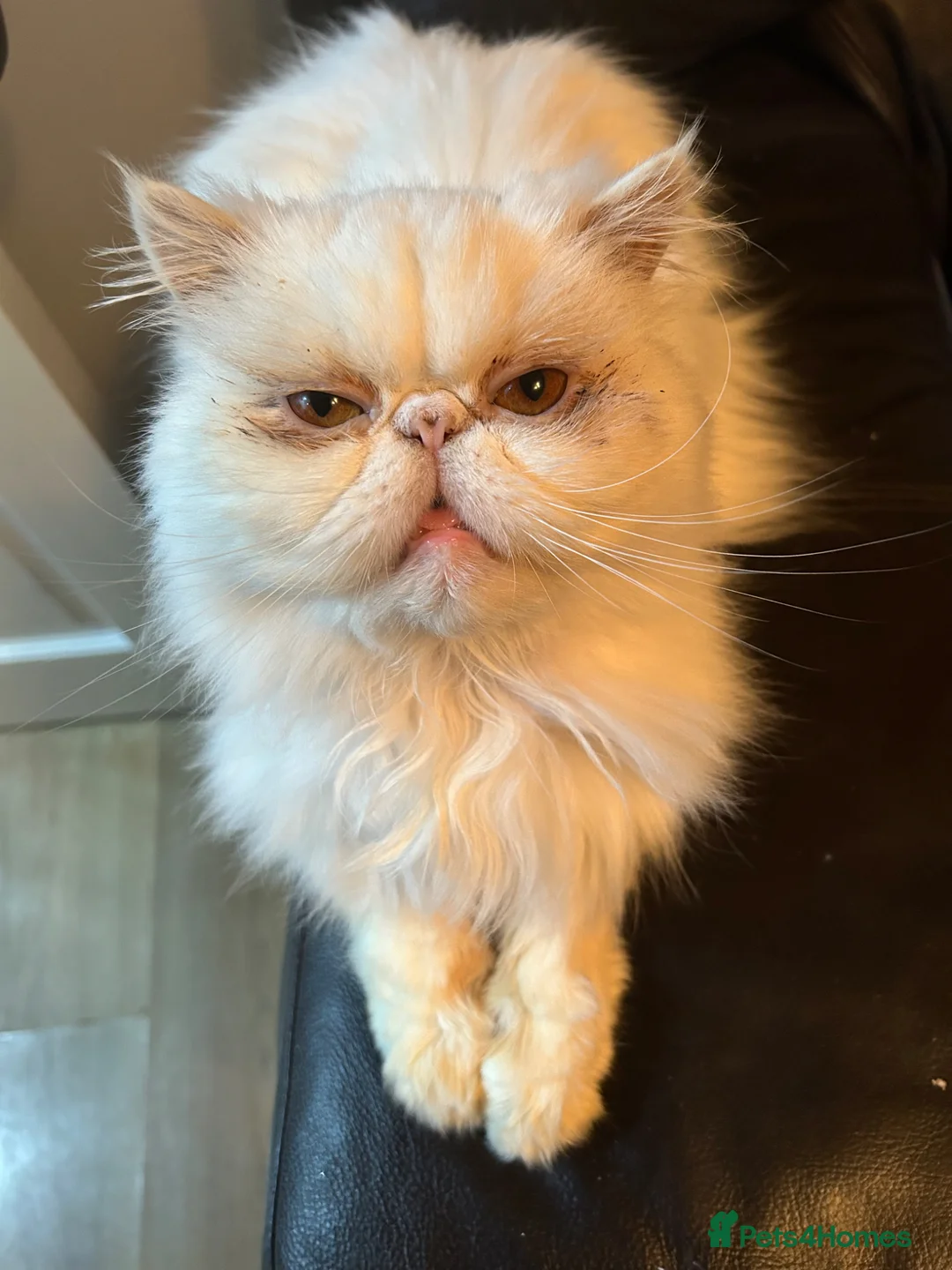 Persian cats for sale: White persian cat  in Liverpool - Advert 3