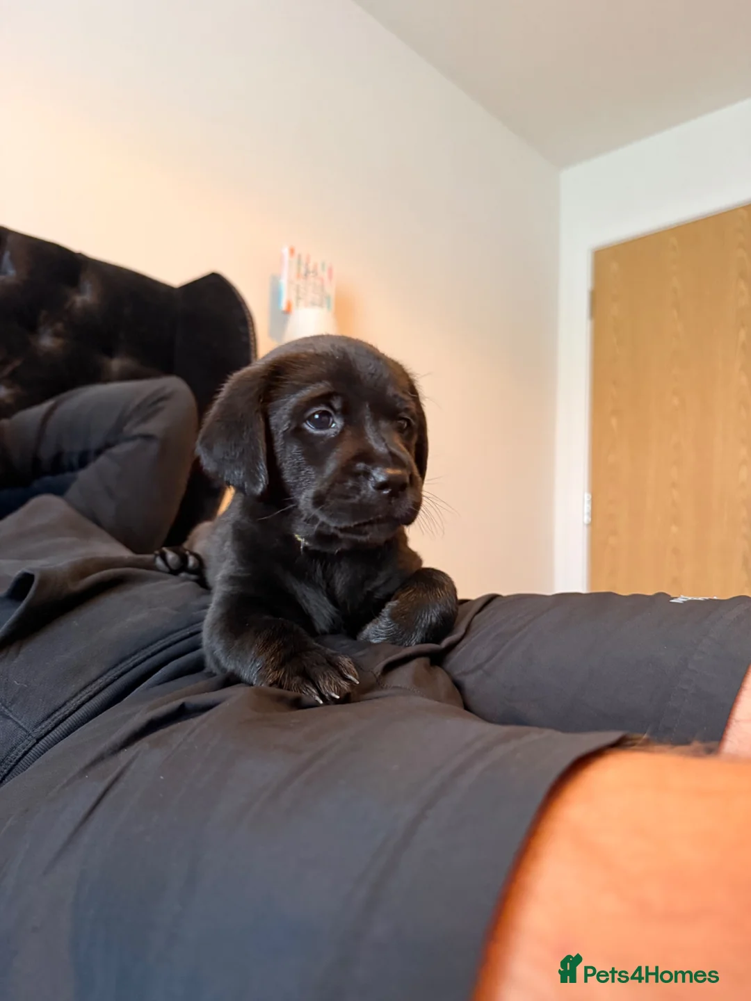 Labrador Retriever dogs for sale: Outstanding KC Registered Labrador Puppies - Advert 2