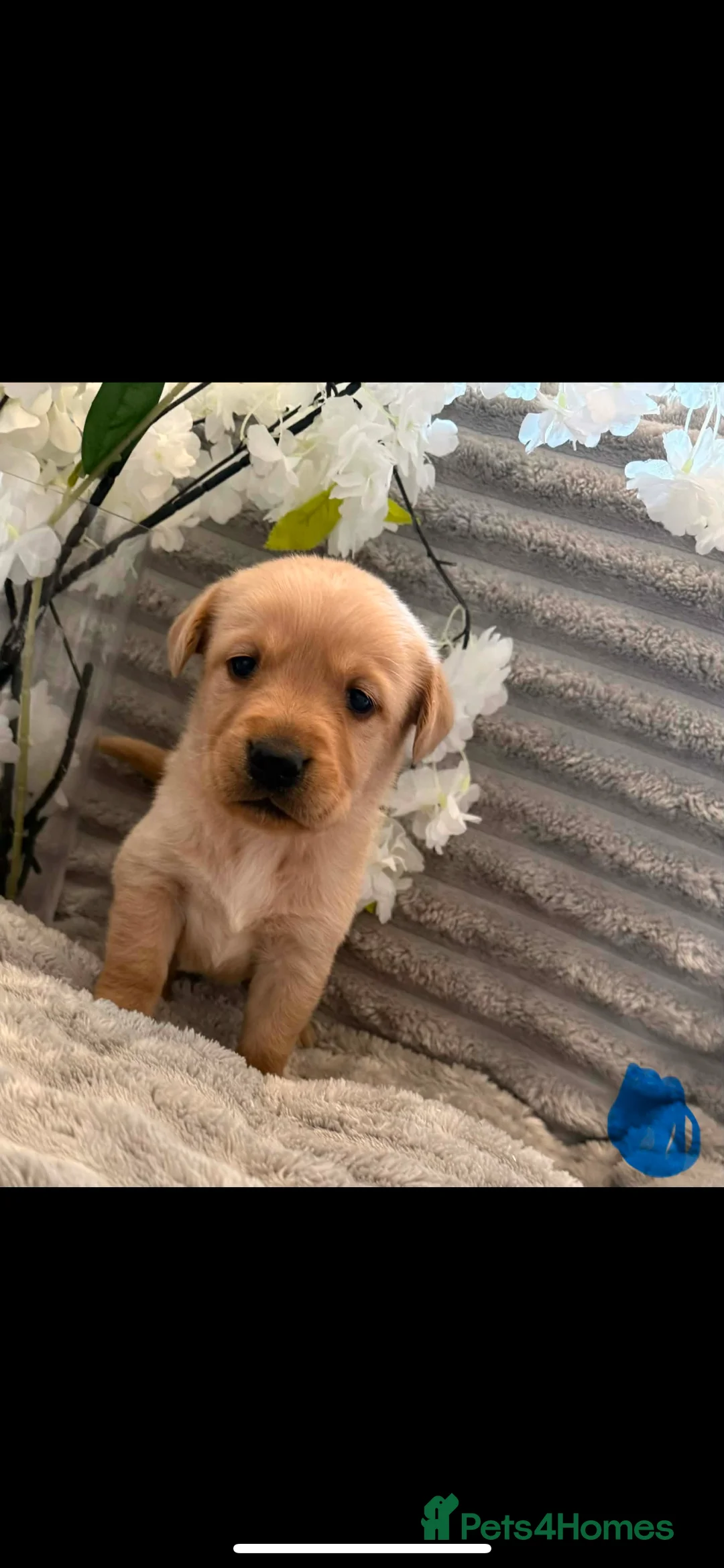 Goldador dogs for sale: Beautiful goldador pups in Barnsley - Advert 2