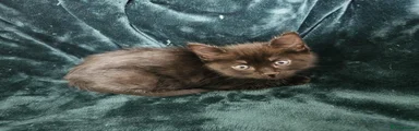 Mixed Breed 2