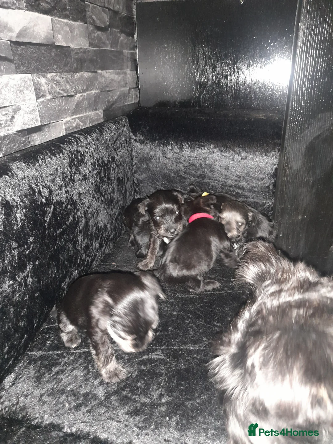 Mixed Breed dogs for sale: Snorkie pups - Advert 15