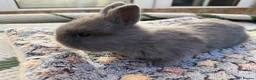 Mixed Breed rabbits for sale: Holicer Rabbits - Advert 6