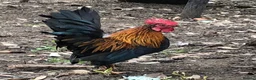 Chickens poultry for sale: Aseel / Cross Cockerel hatched 2026 - Advert 12
