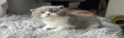 British Shorthair cats for sale: GCCF registered blue bicolour male kitten - Advert 10