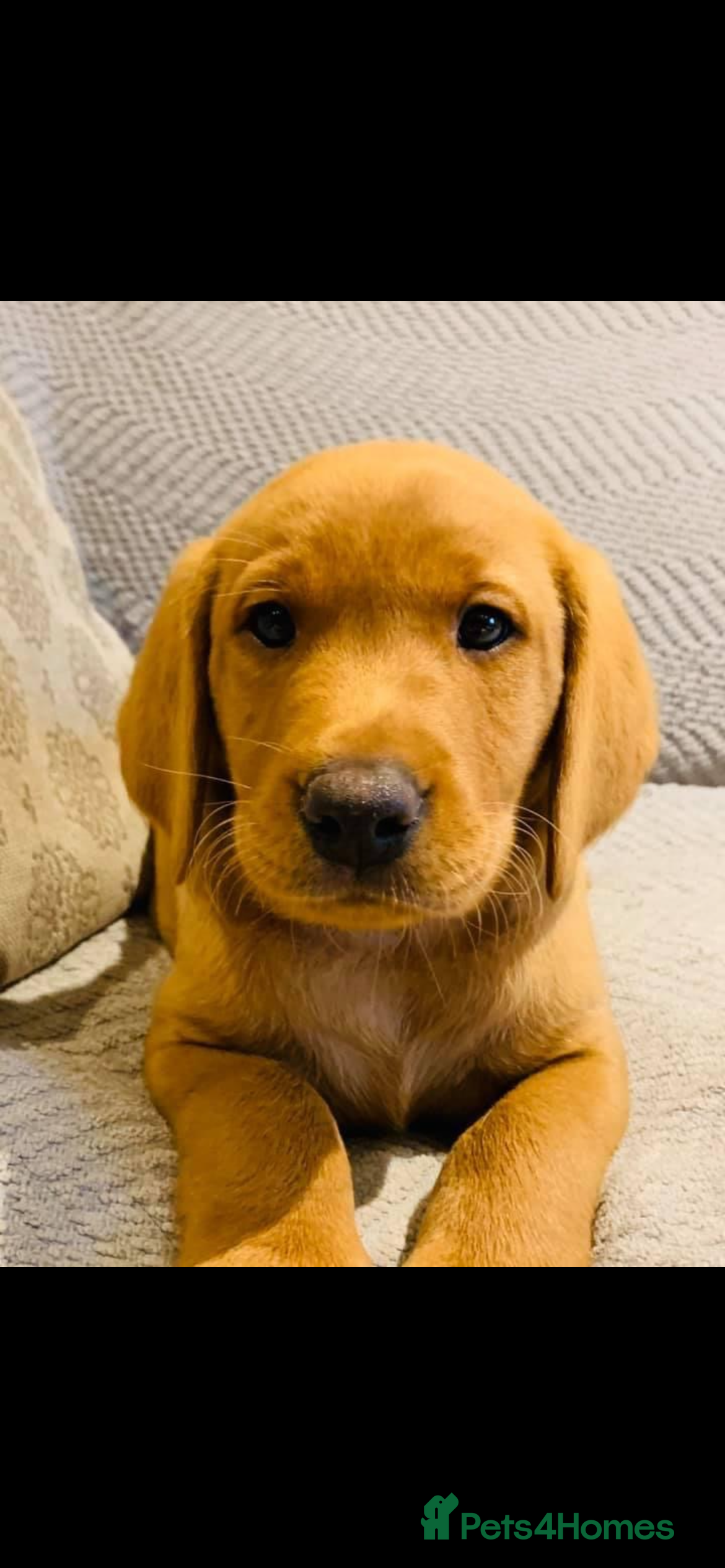 Labrador Retriever dogs Beautiful fox red and yellow lab puppies  - Advert 5