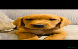 Labrador Retriever dogs for sale: Beautiful fox red and yellow lab puppies  - Image 1