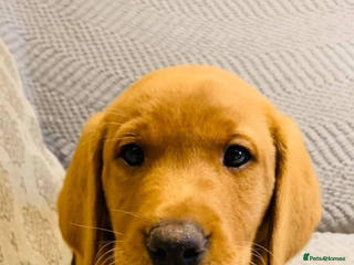 Labrador Retriever dogs - Advert 1