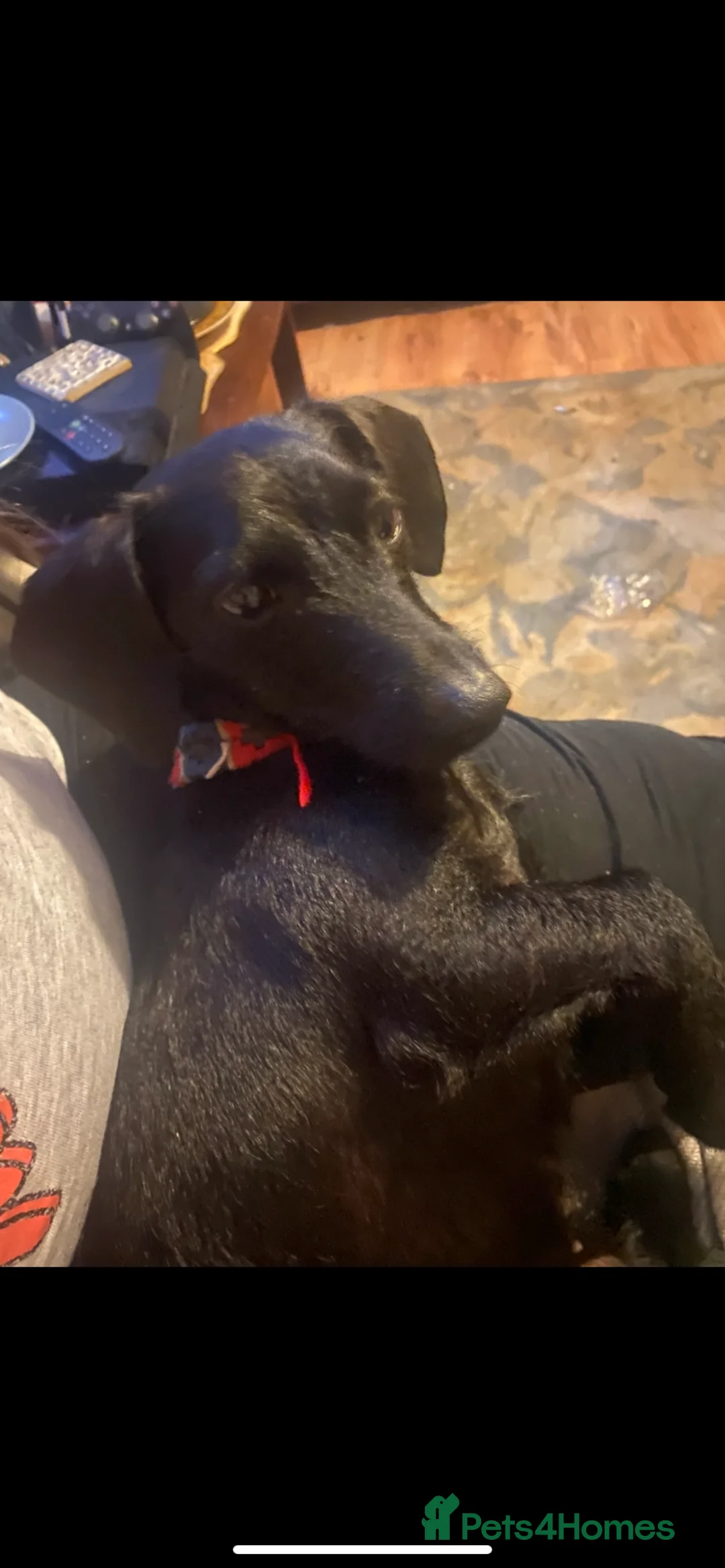Mixed Breed dogs for sale: 4 beautiful puppies for sale  in Arlesey - Advert 2
