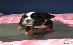 English Bulldog dogs for sale: New English bulldogs - Image 4