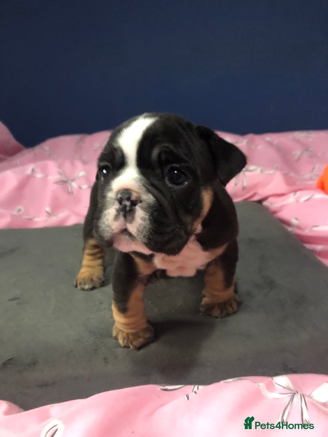 English Bulldog dogs for sale: New English bulldogs - Image 4