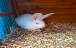 Continental Giant rabbits for sale: Young continental giant (buck)  - Advert 3