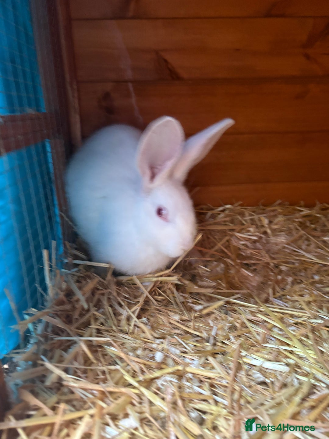 Continental Giant rabbits for sale: Young continental giant (buck)  - Advert 3