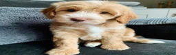 Cockapoo dogs for sale: Health Tested Multi Generational Cockapoos  - Advert 4