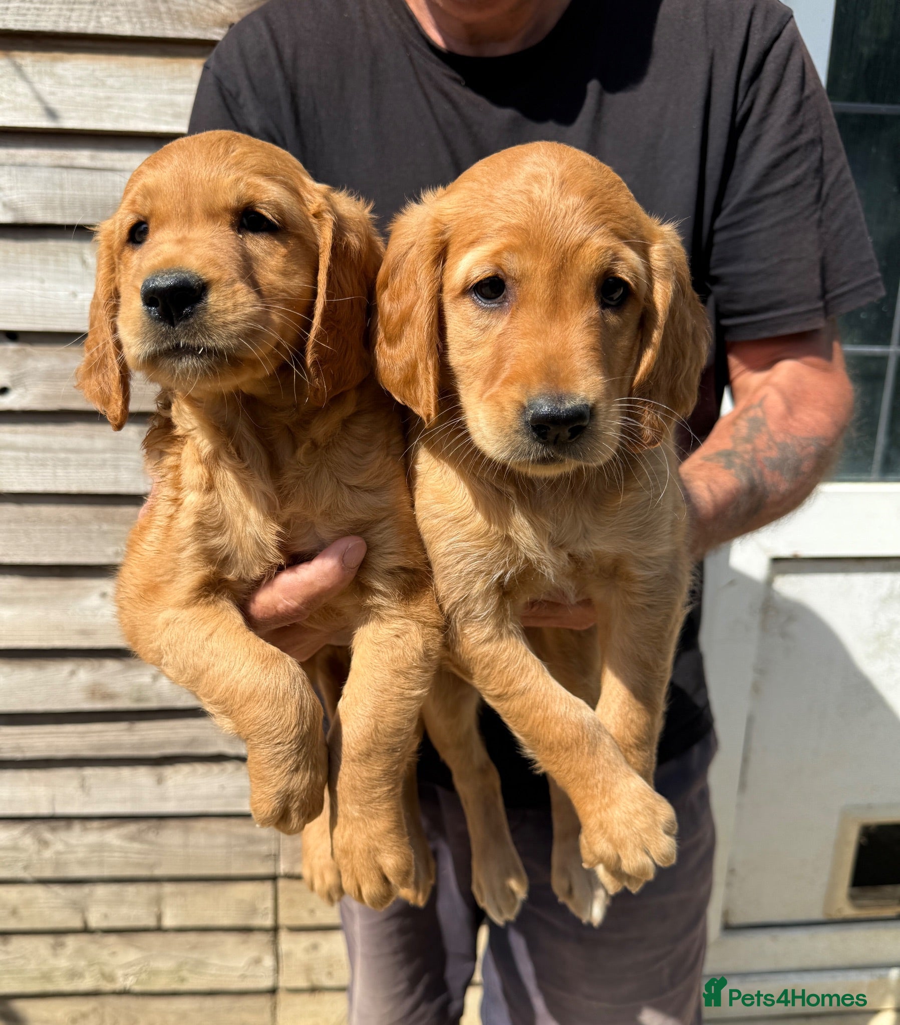 Golden Retriever dogs Stunning red Kc reg golden retriever puppies  - Advert 5