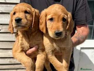 Golden Retriever dogs Stunning red Kc reg golden retriever puppies - Advert 5