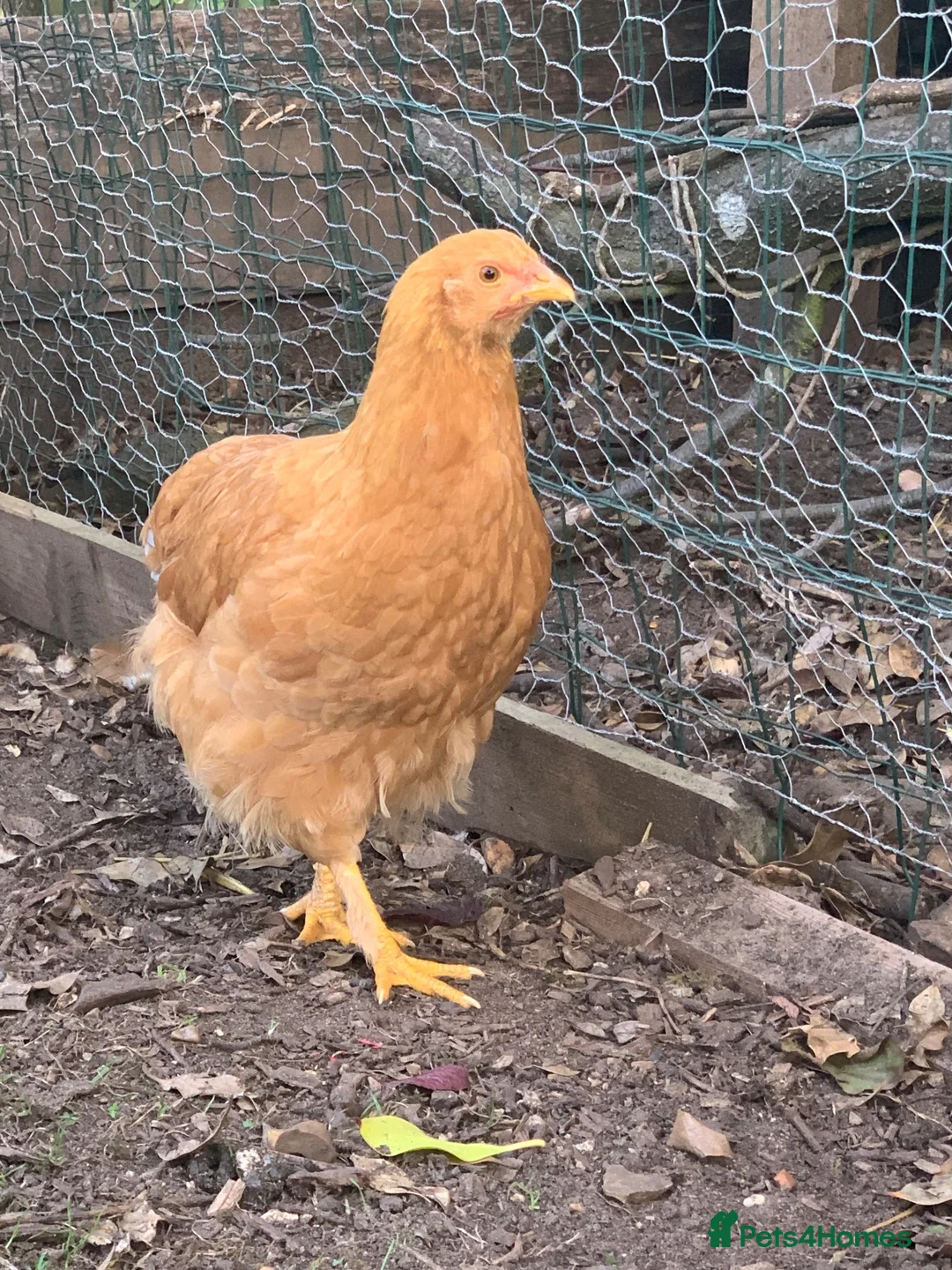 Chickens poultry for sale: Mixed breed spring chicken - Advert 1