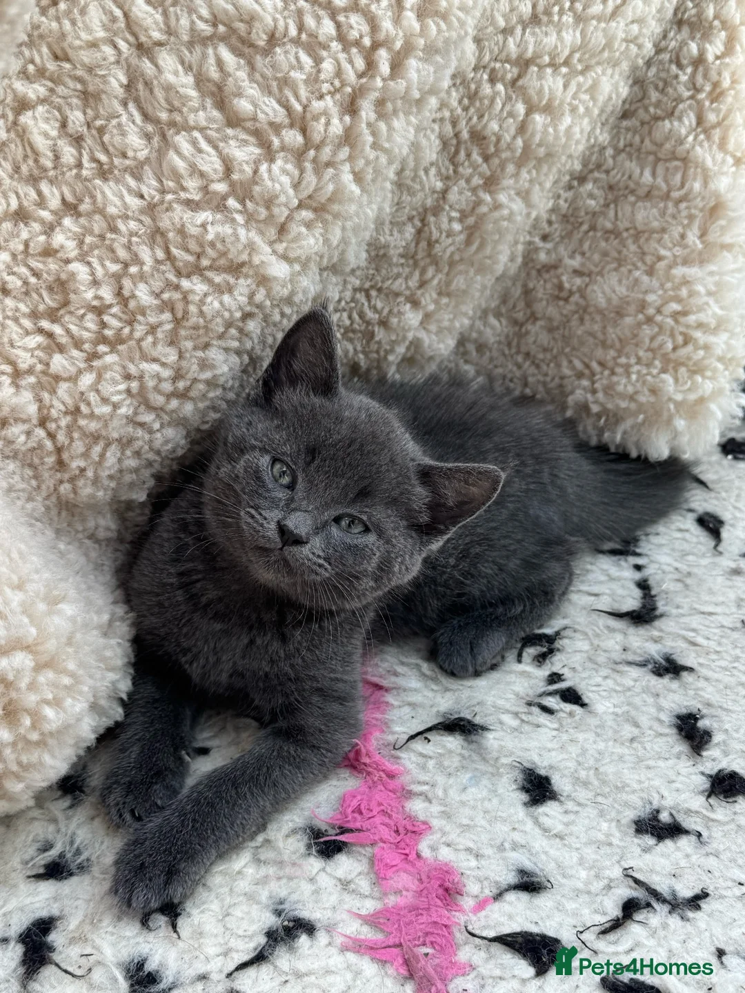 Mixed Breed cats for sale: 5 stunning long haired kittens  in Bournemouth - Advert 2