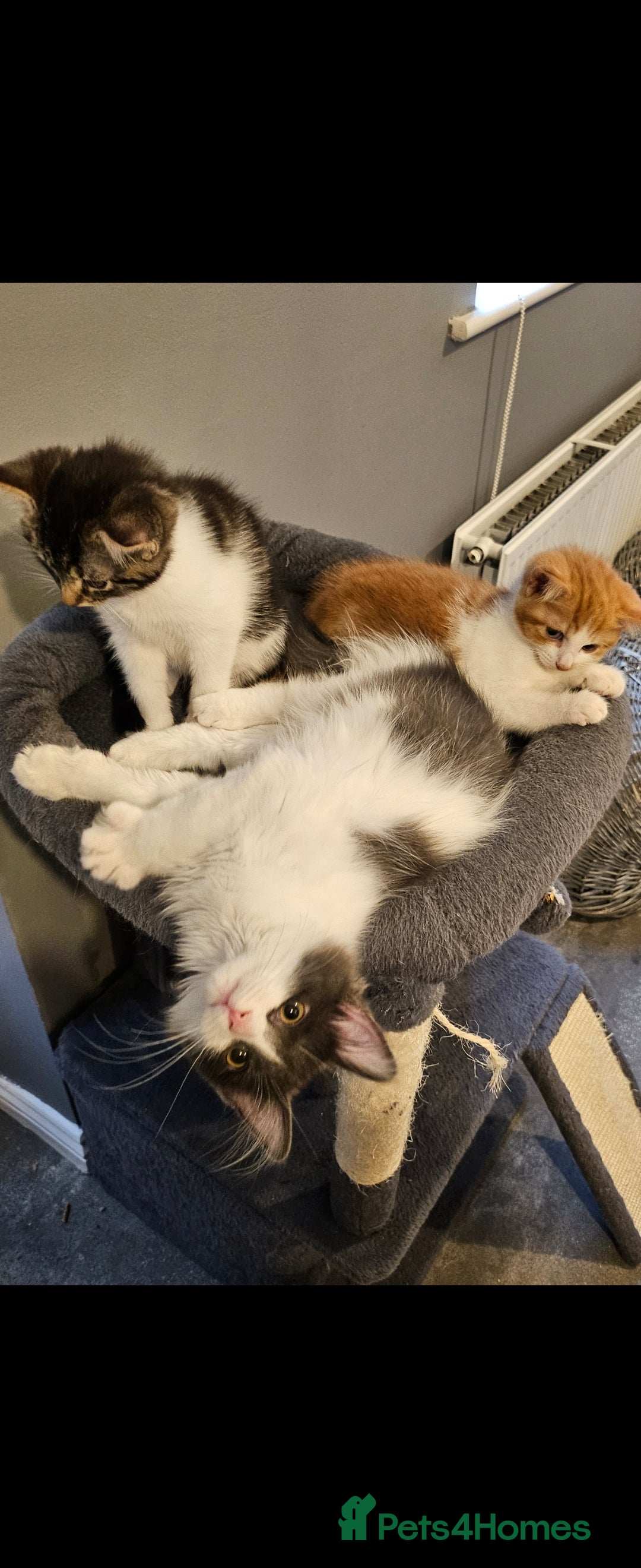 Mixed Breed cats for sale: 4 loving kittens looking forever homes - Advert 6