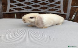 Mini Lop rabbits for sale: Mini lops baby rabbits for sale  - Image 3