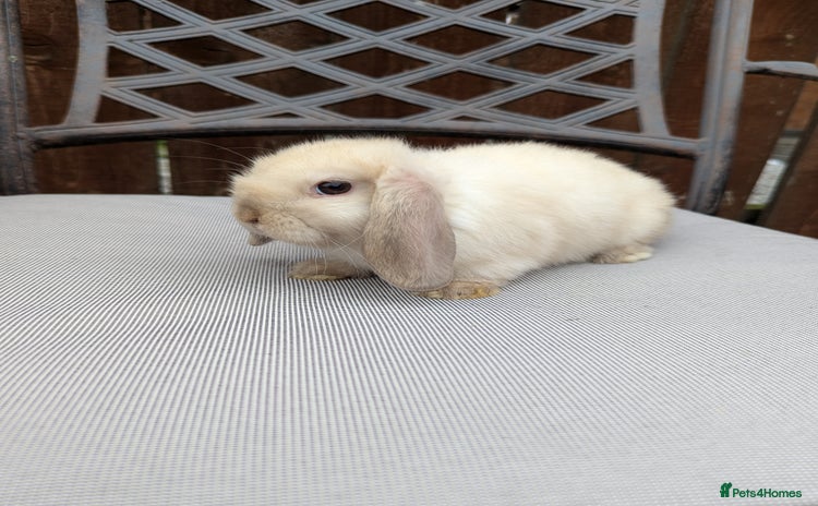 Mini Lop rabbits - Advert 15