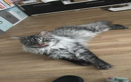 Maine Coon cats for stud: STUDY Beautiful Maine Coon, GCCF, TICA registered  in Ipswich - Image 7