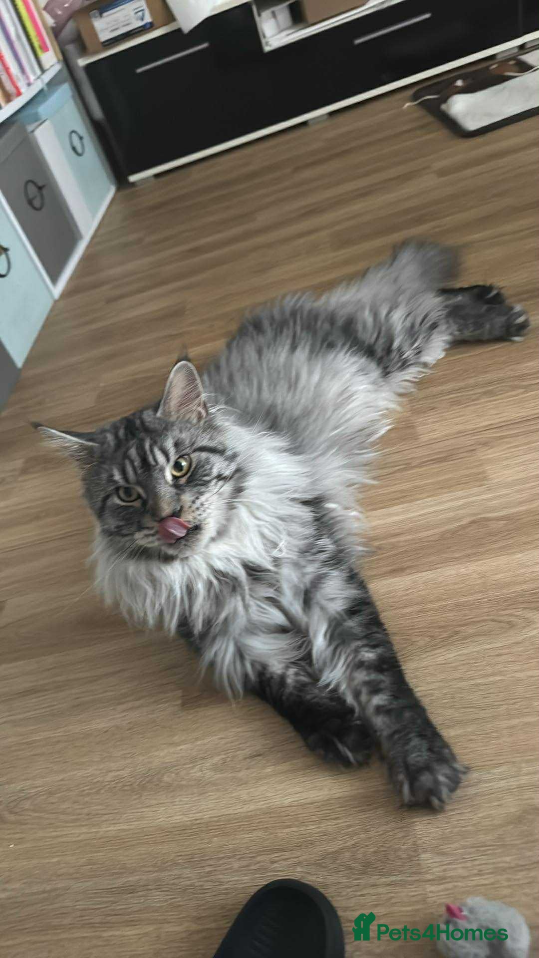 Maine Coon cats for stud: STUDY Beautiful Maine Coon, GCCF, TICA registered  in Ipswich - Image 7