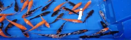 Koi Carp fish for sale: 4 to 5 inch Koi Carp mix pond fish in Chorley - Advert 4