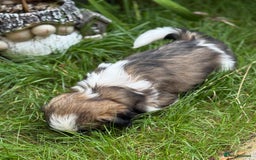 Shih Tzu dogs for sale: Beautiful  Shih tzu  - Image 4