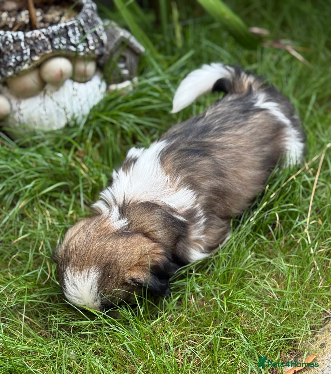 Shih Tzu dogs for sale: Beautiful  Shih tzu  - Image 4
