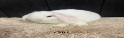 Mini Lop rabbits for sale: Stunning bunnies  - Advert 3