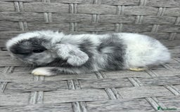 Mini Lop rabbits for sale: 3 beautiful baby rabbits  - Image 6