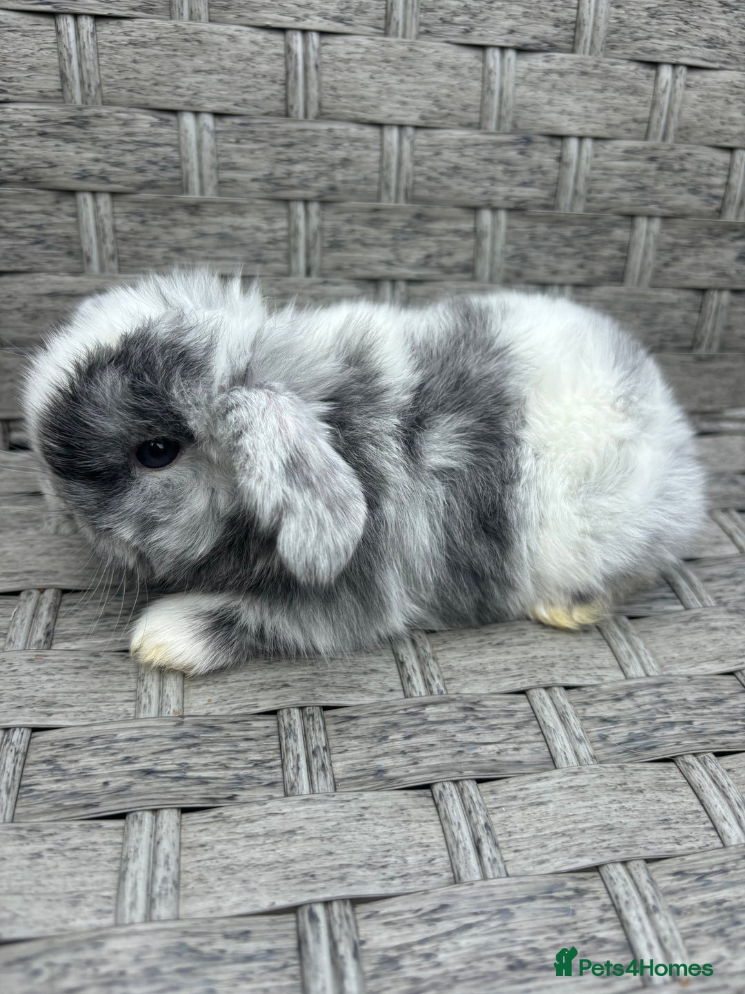 Mini Lop rabbits for sale: 3 beautiful baby rabbits  - Image 6