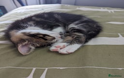 Domestic Shorthair cats for sale: 4 beautiful kittens - Image 8