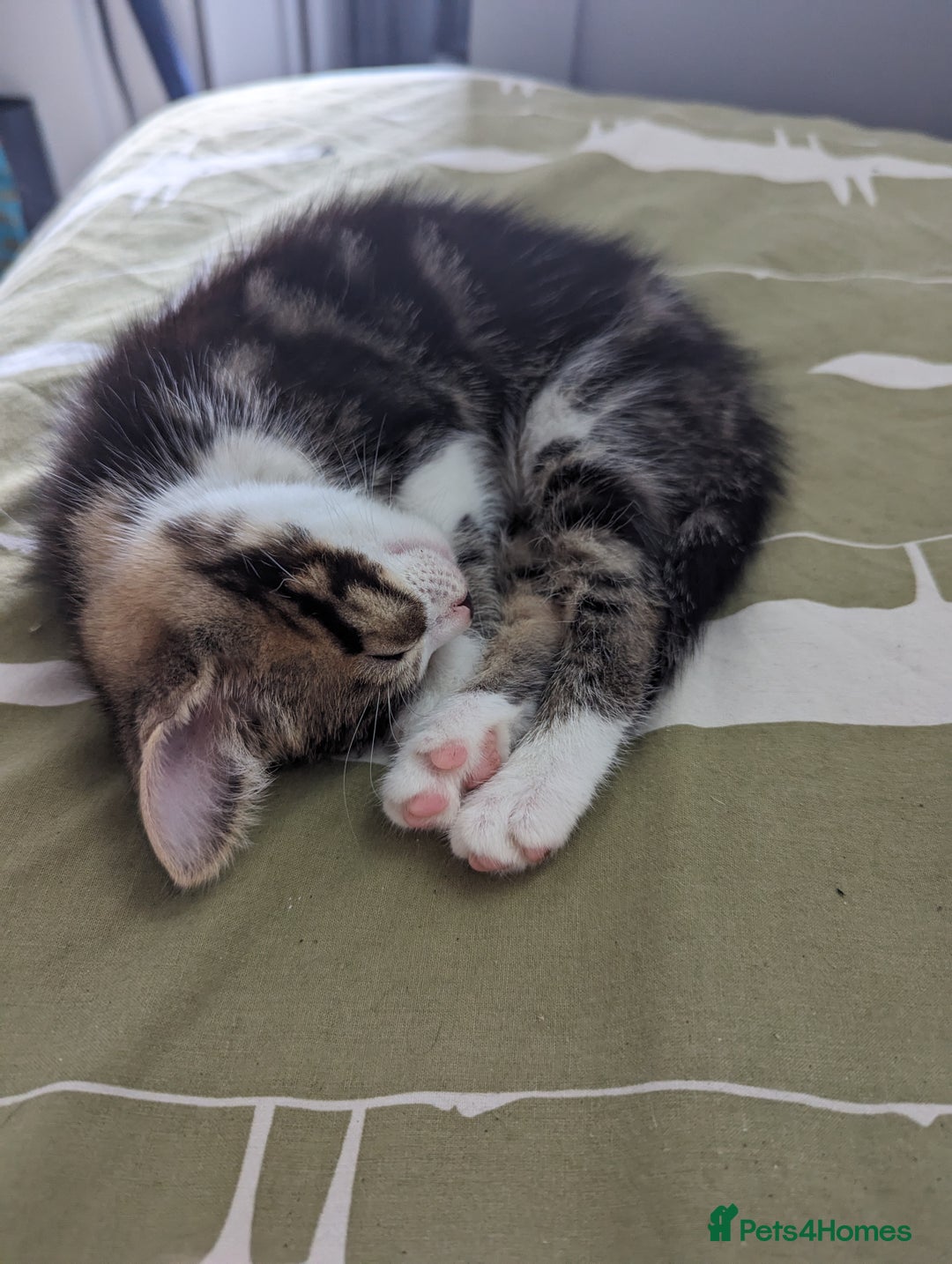Domestic Shorthair cats for sale: 4 beautiful kittens - Image 8