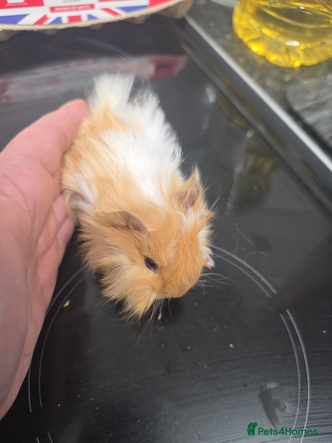 Guinea Pig rodents for sale: Male and female guinea pigs - Advert 1