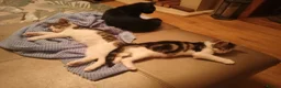 Mixed Breed cats for sale: Mixed litter of kittens in Wigan - Advert 3